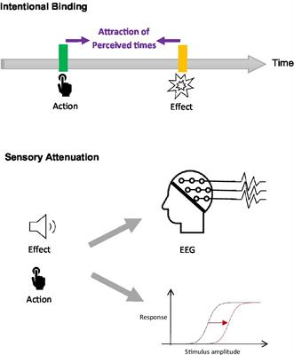 Sense of agency in joint action: a critical review of we-agency
